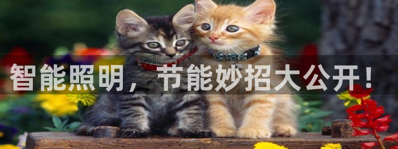 云顶国际是个什么网站